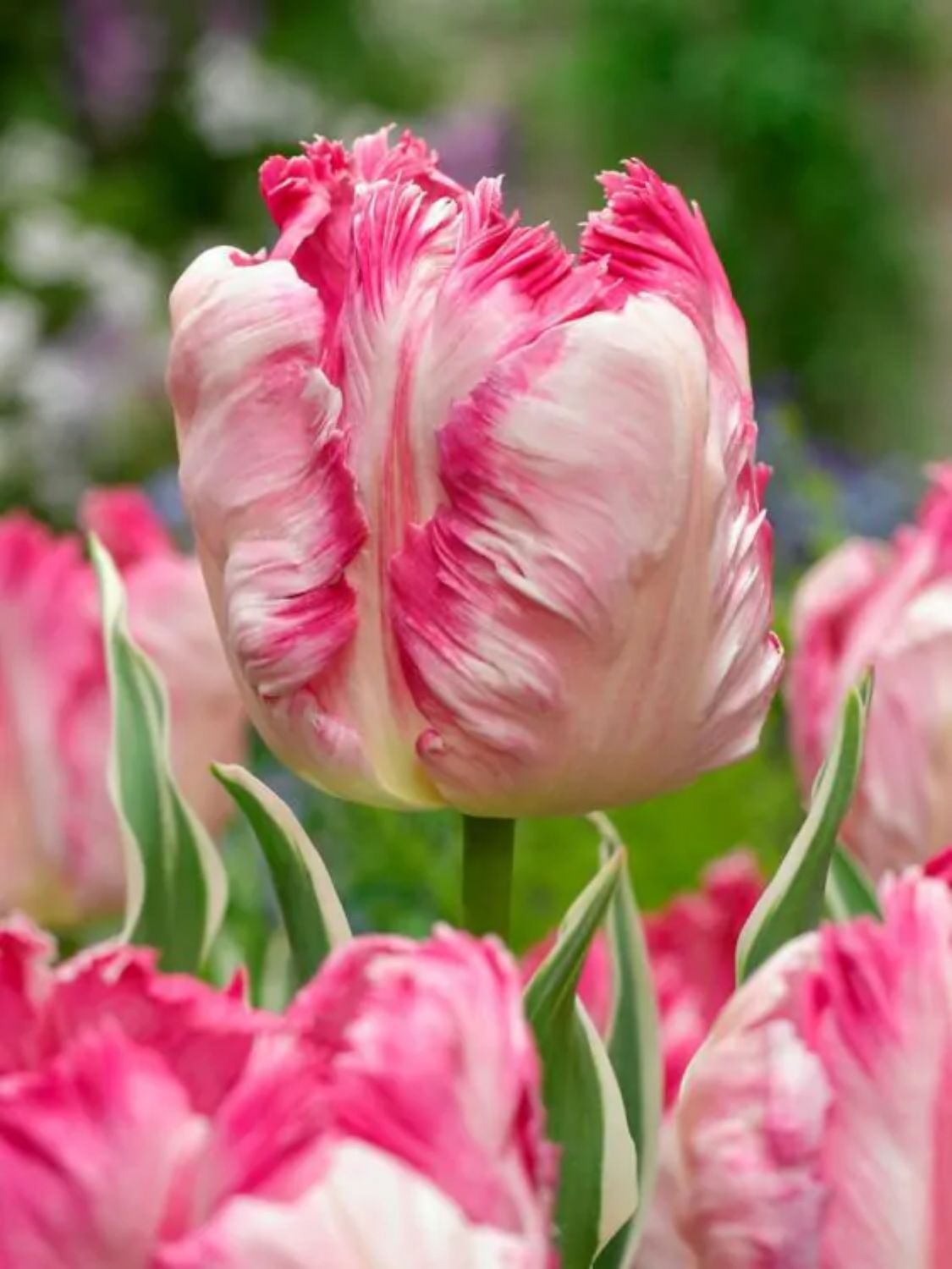 SILVER PARROT - PARROT PINK TULIP, Number of bulbs in the package: 5 bulbs