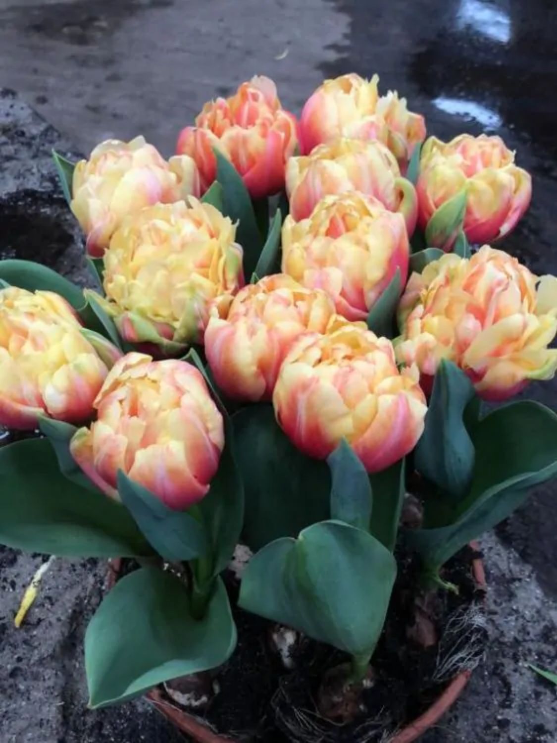 TASMAN - DOUBLE ORANGE TULIP