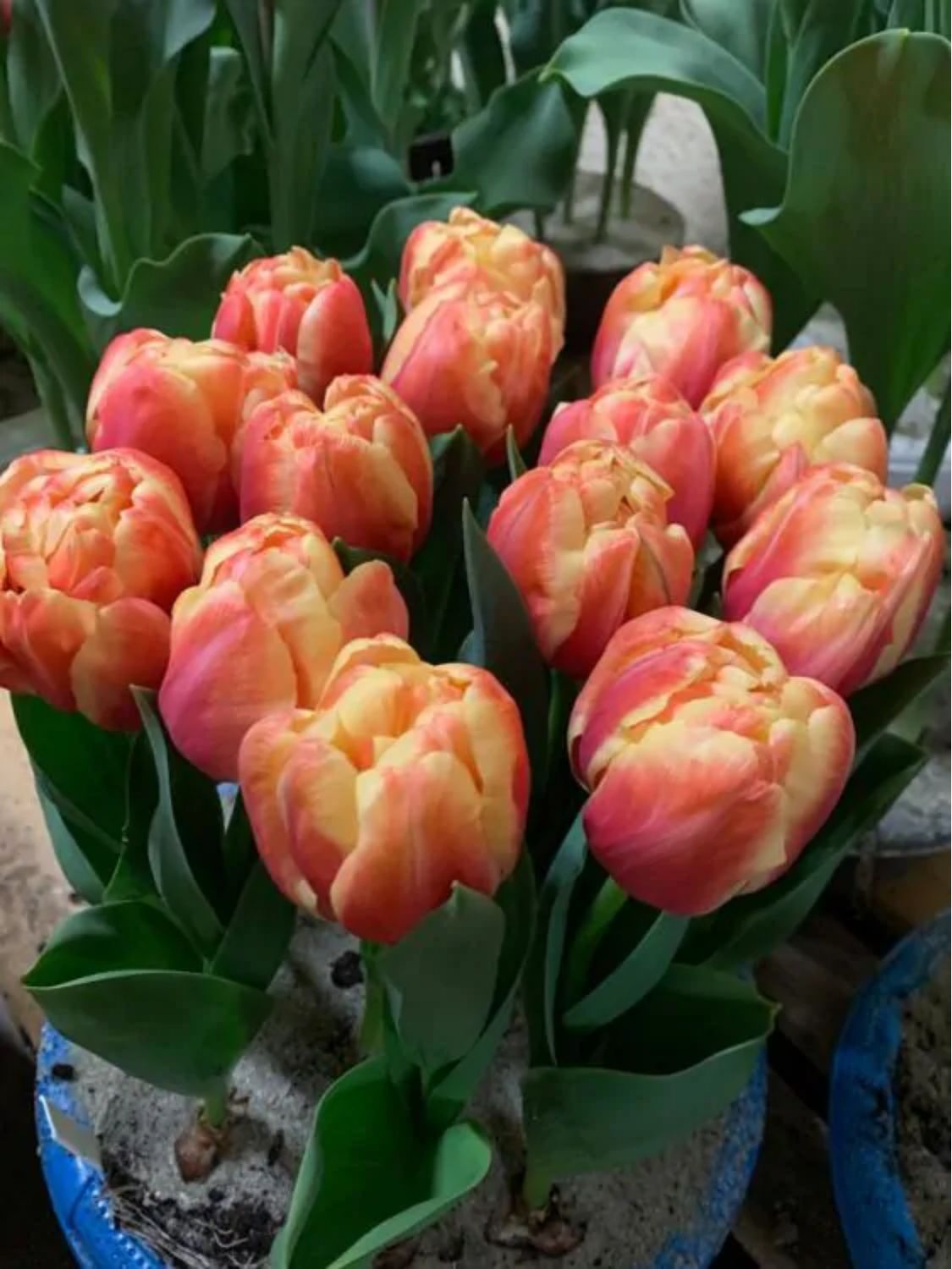 TASMAN - DOUBLE ORANGE TULIP, Number of bulbs in the package:: 5 bulbs