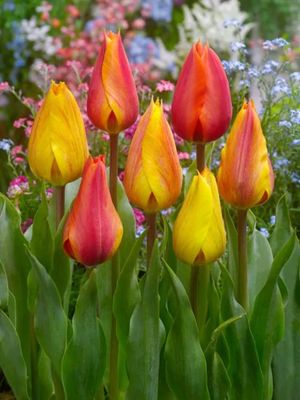 EL NINO - YELLOW ORANGE TULIP