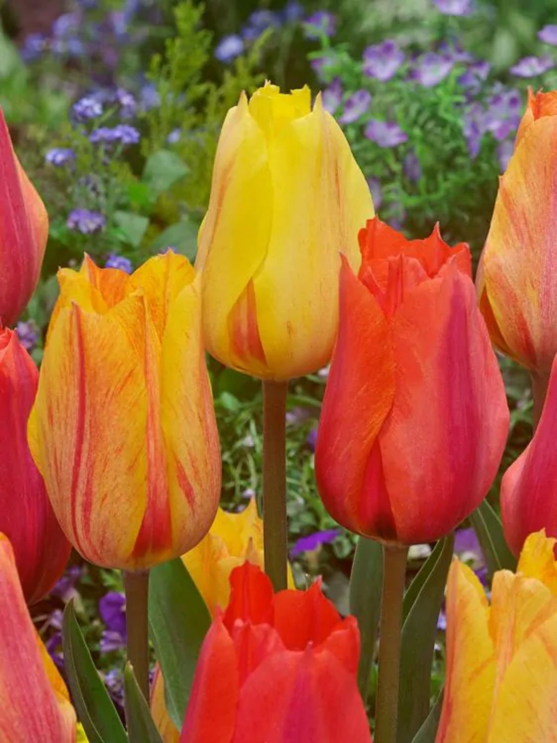 EL NINO - YELLOW ORANGE TULIP, Number of bulbs in the package:: 5 bulbs