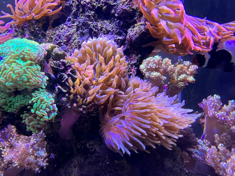 Pink Tip Anemone