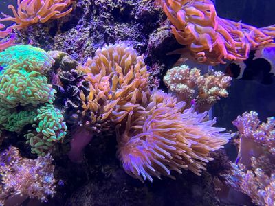 Pink Tip Anemone