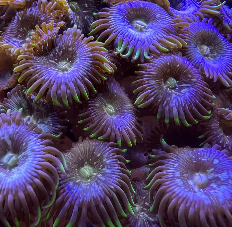 Purple/Yellow Mohawk Zoanthids