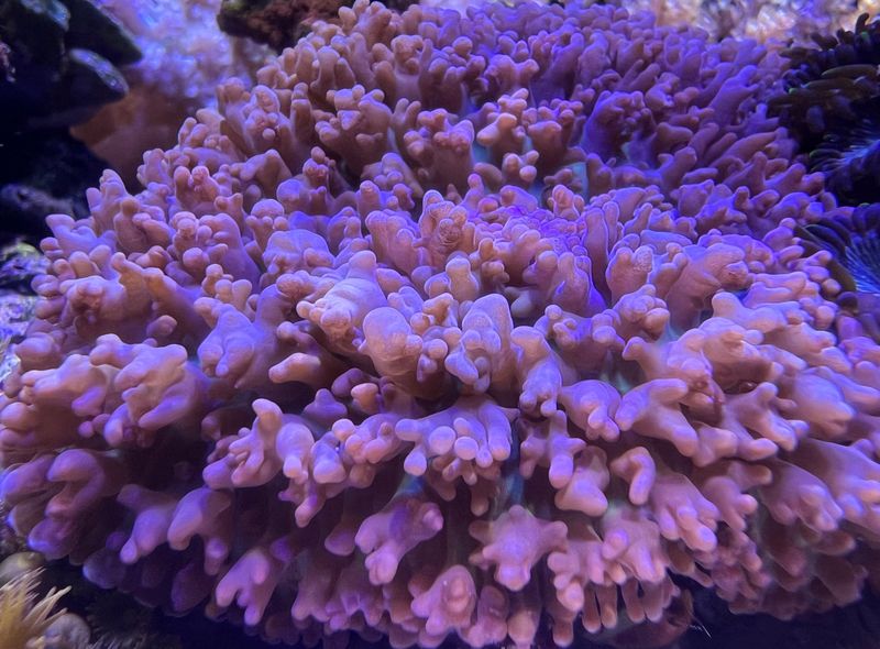 Green/Brown Hairy Mushroom