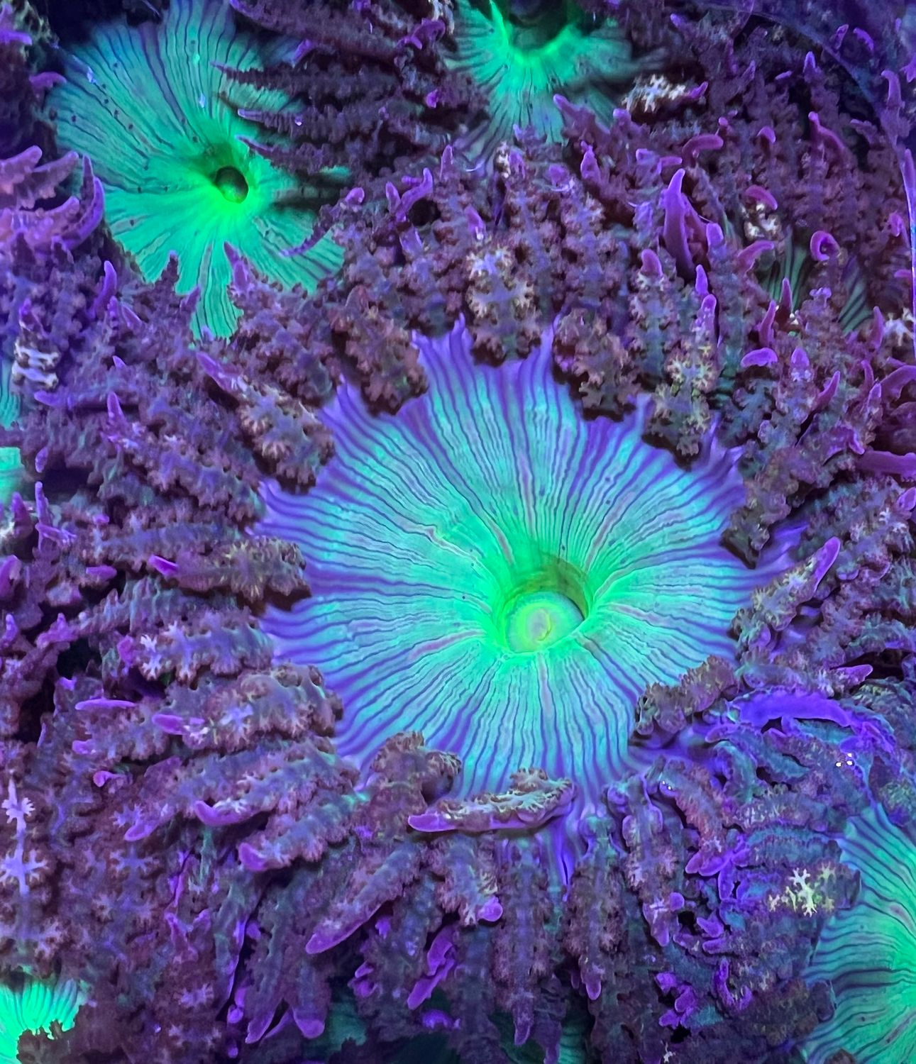 Flower Anemone