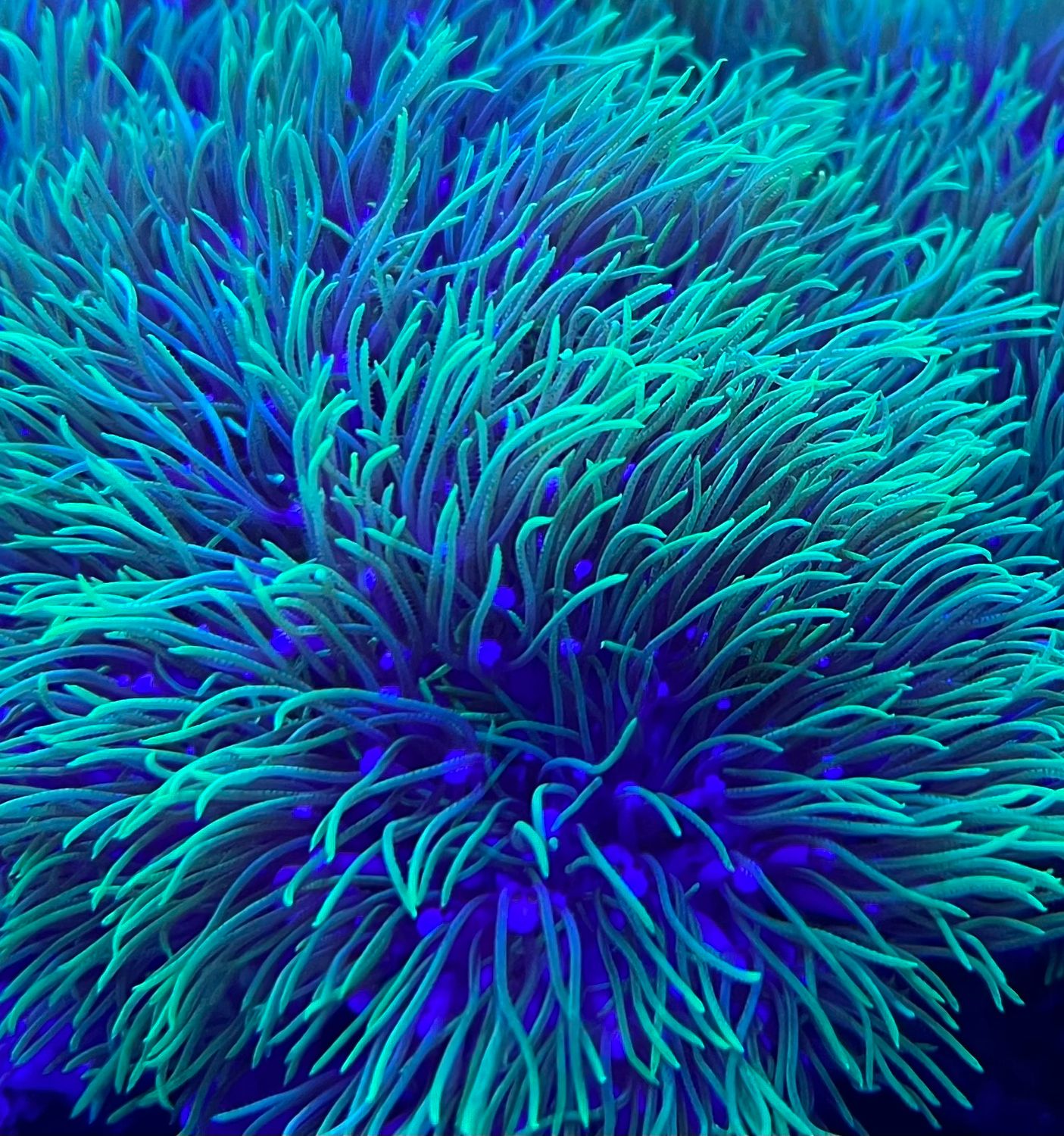 Neon Green Star Polyp