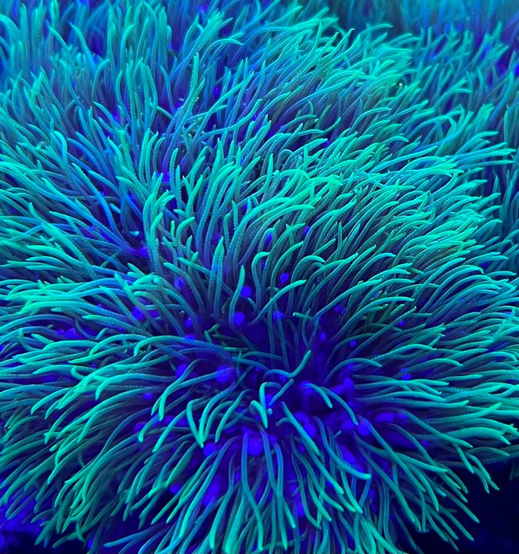 Neon Green Star Polyp