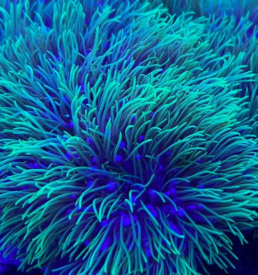 Neon Green Star Polyp