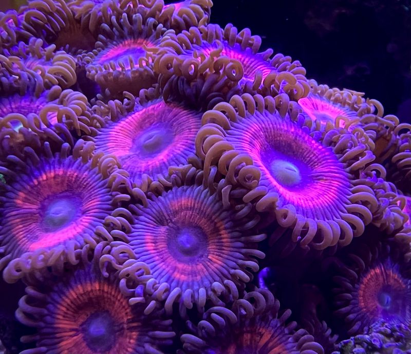 Pink Paly