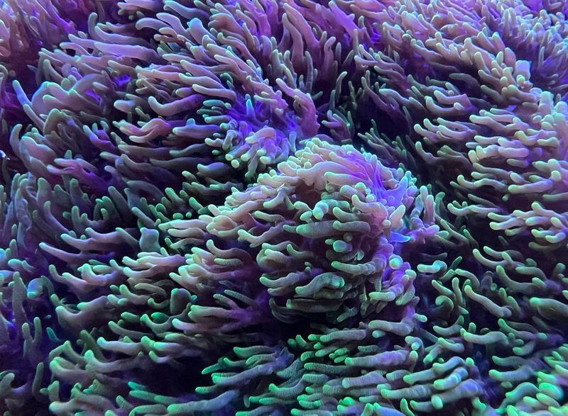 Green Hairy Mushroom