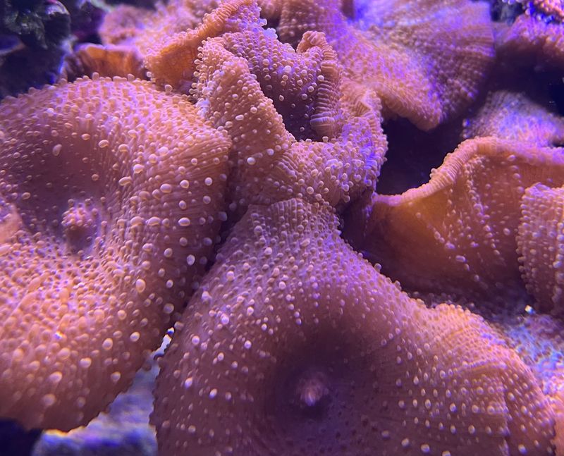 Brown Mushroom
