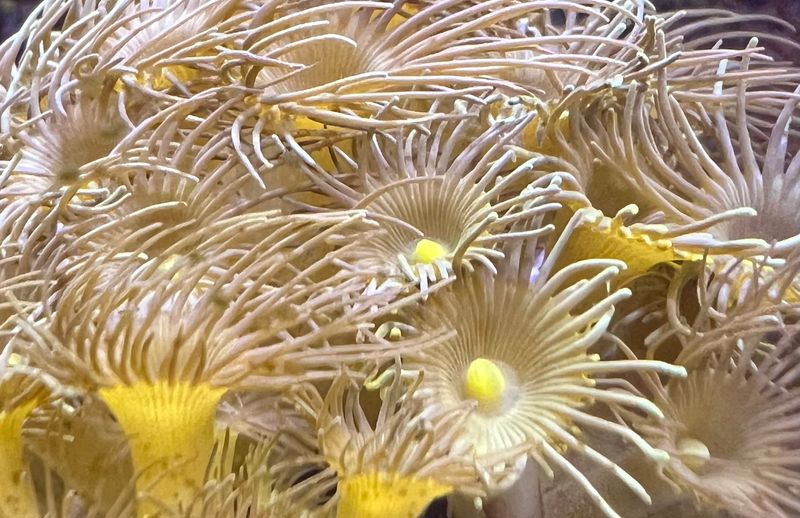 Yellow Star Polyps