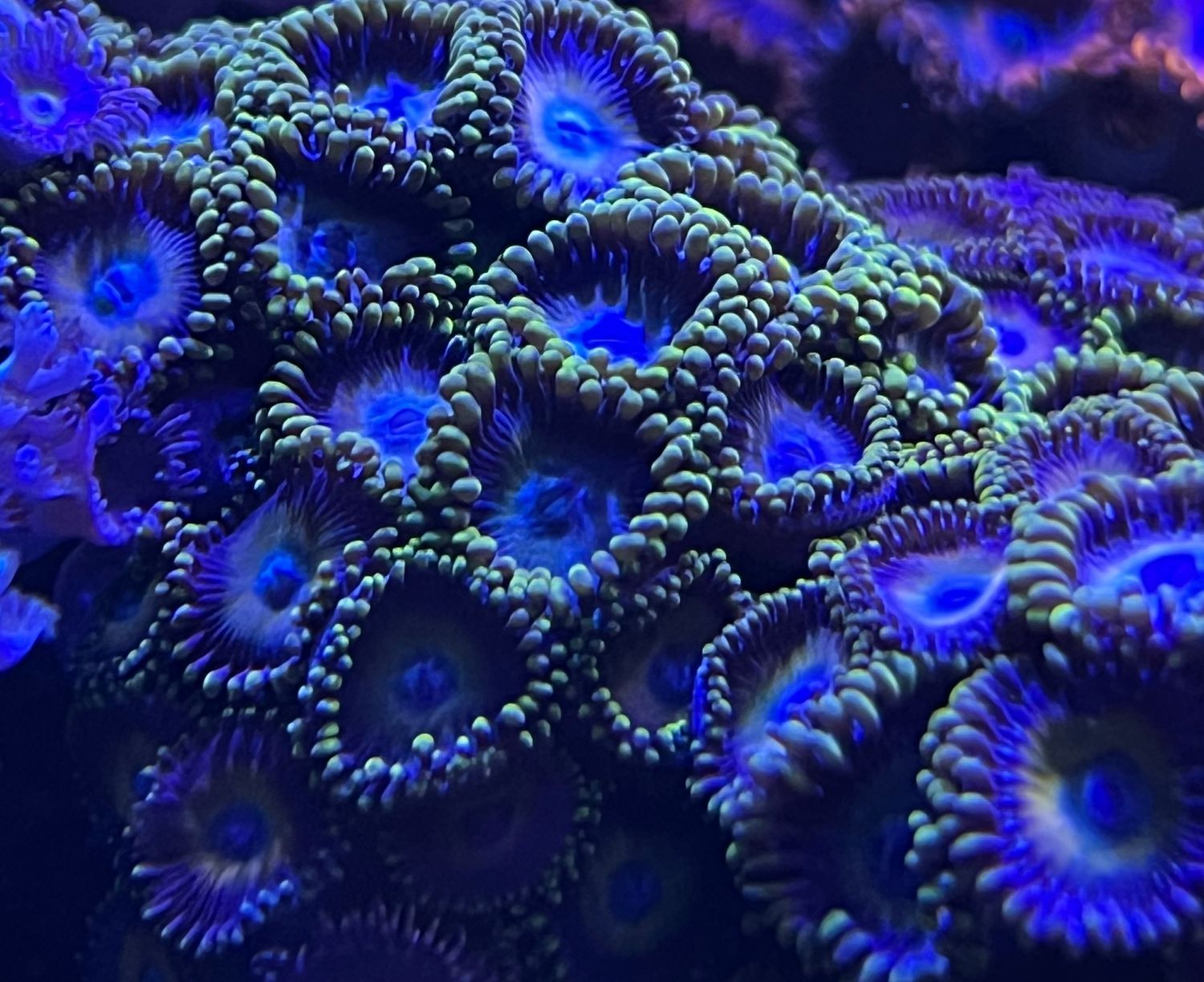 Blue/ Yellow Zoanthids