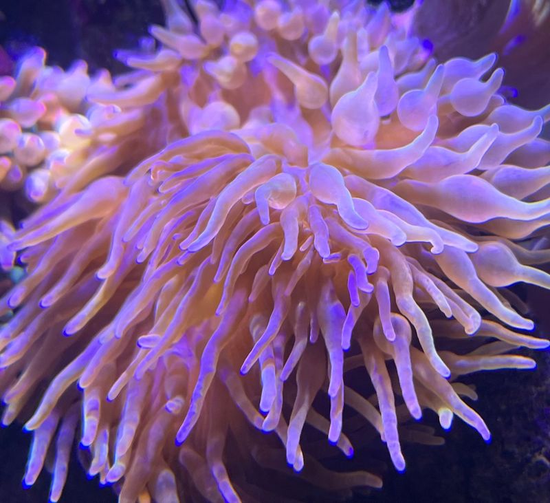 Bubble Tip Anemone