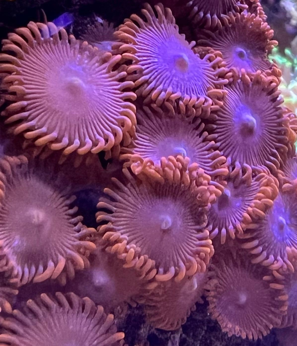 Purple/Red Zoanthid