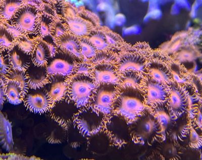 Red/ Orange Zoanthids