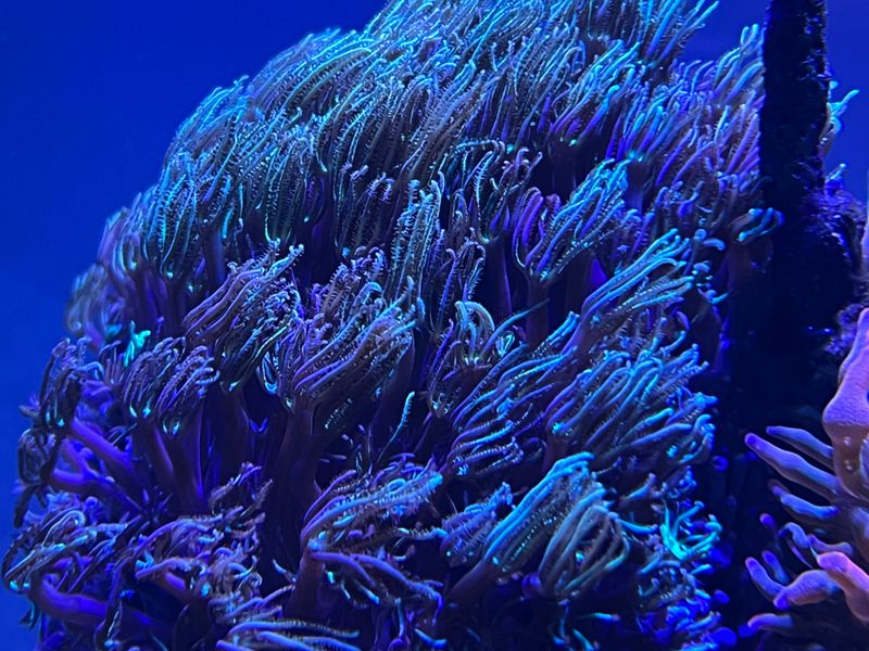 Dark Green Star Polyps