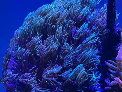 Dark Green Star Polyps
