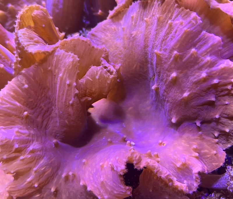 Pink Cabbage Leather