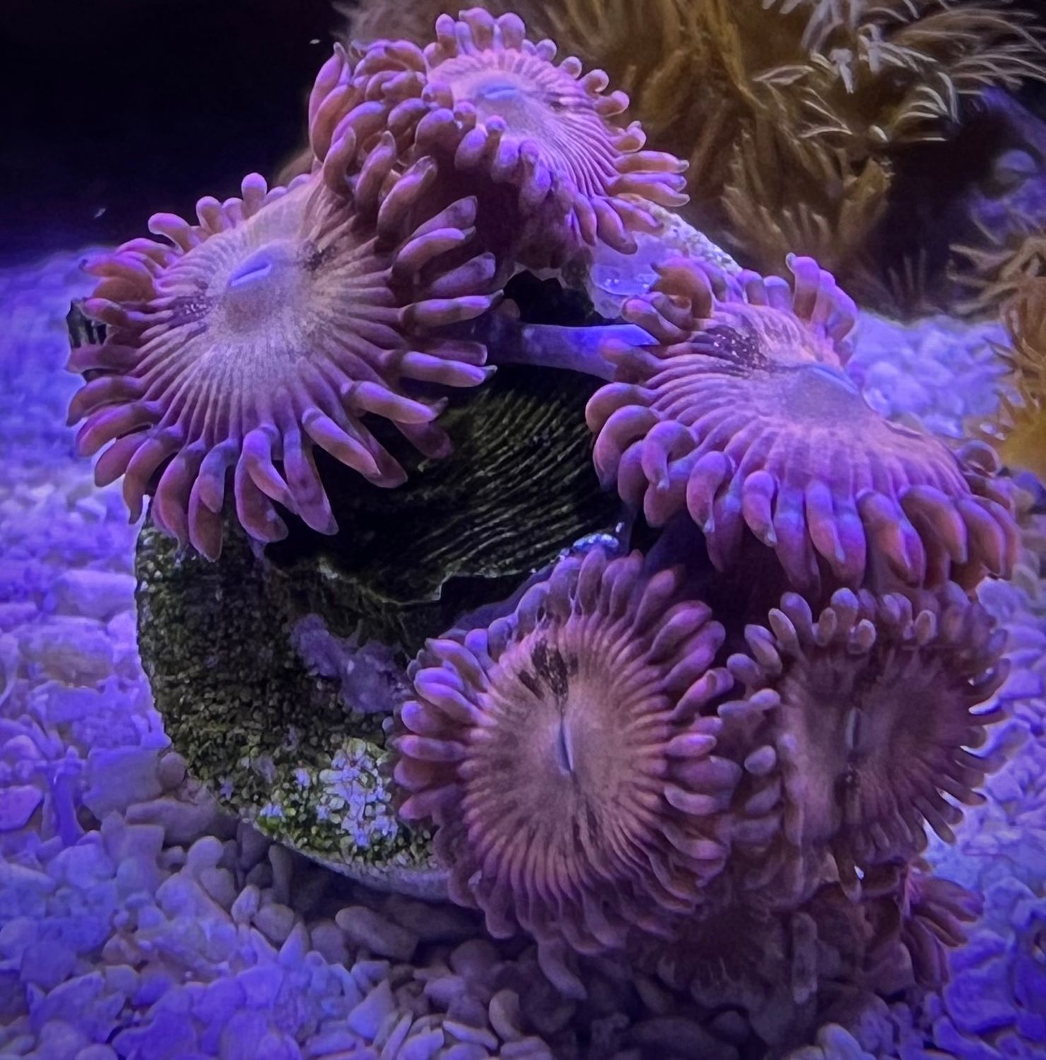 Pink Nebula Zoanthids