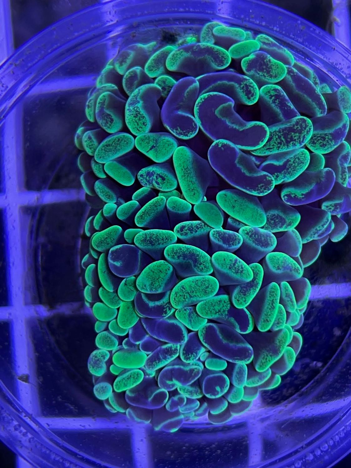 Neon Splatter Hammer