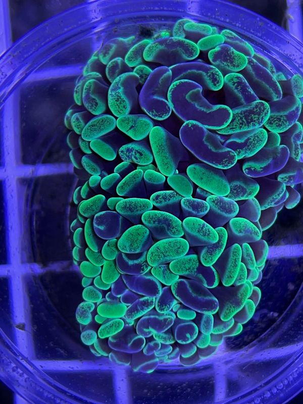 Neon Splatter Hammer