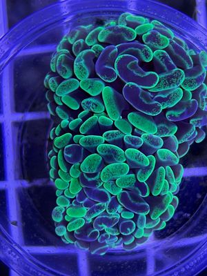 Neon Splatter Hammer