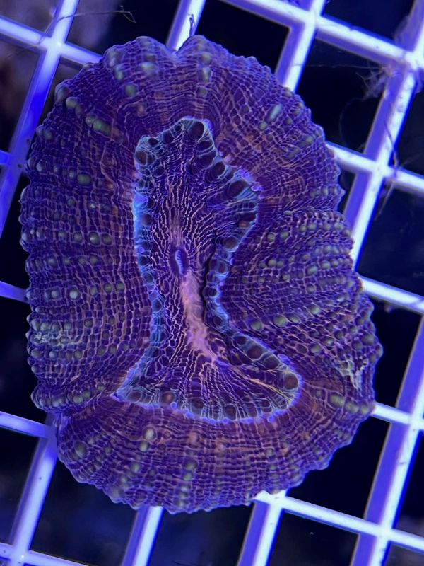 Gold Eye Lobophyllia