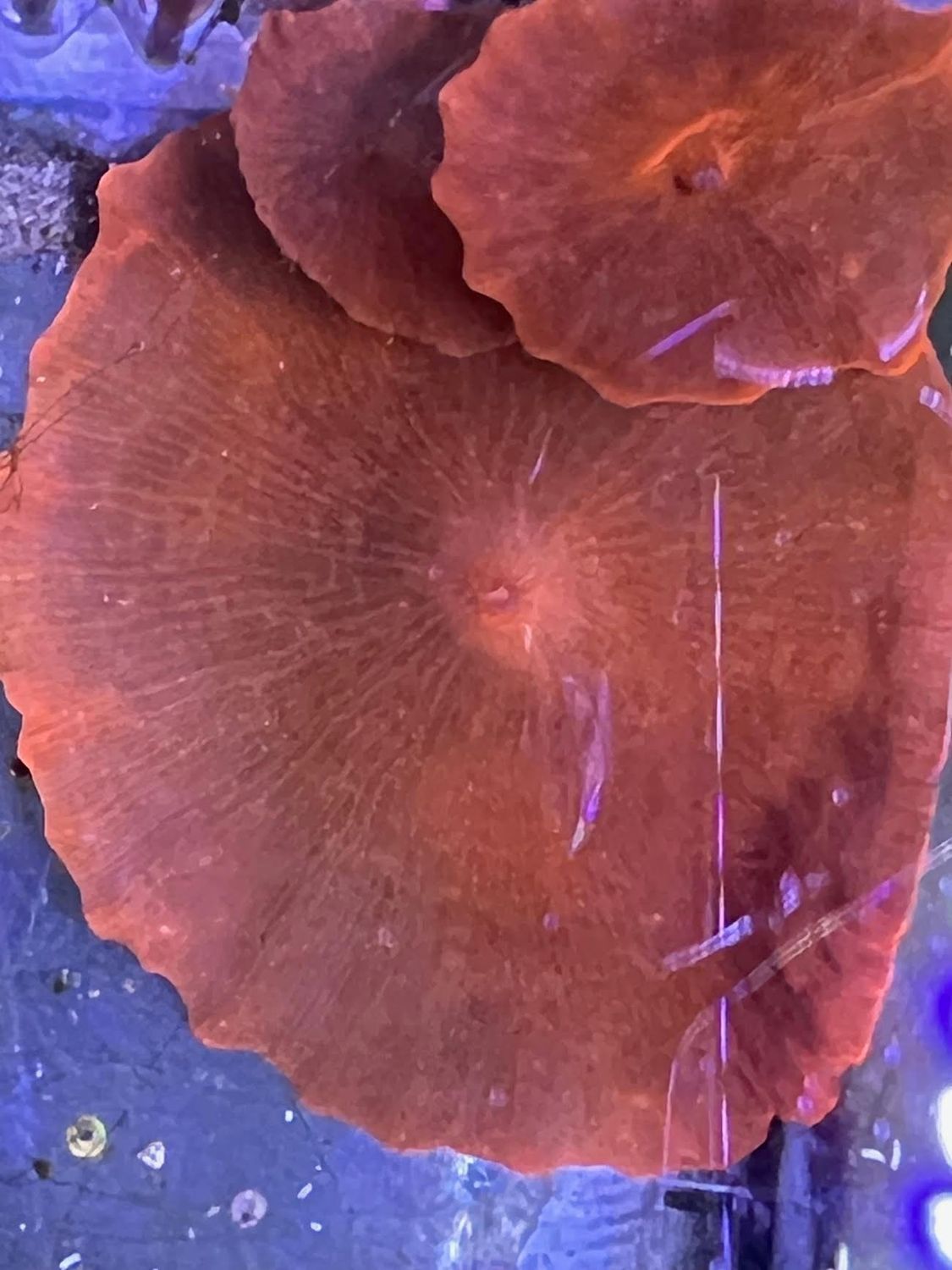 Neon Orange Mushroom