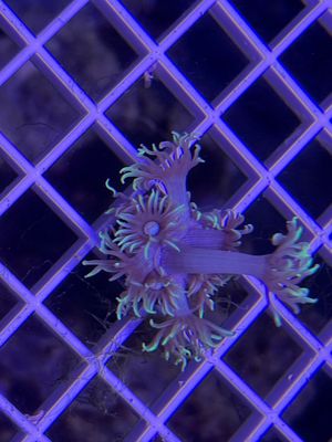 Neon Star Goni