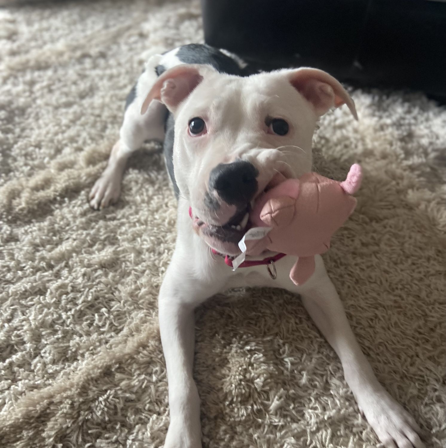 Juliet | Sponsor a Bully!