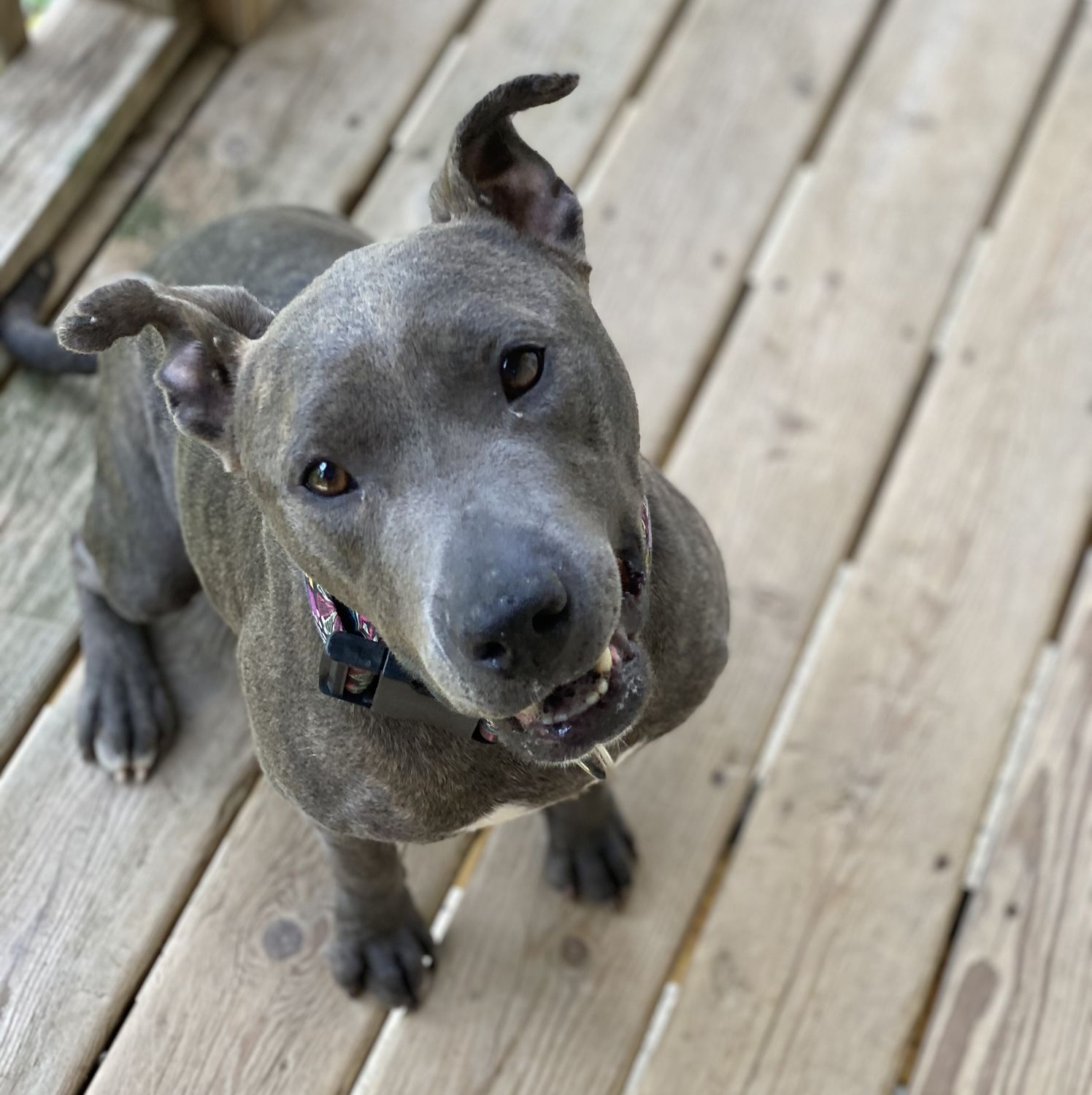 Teela | Sponsor a Bully!