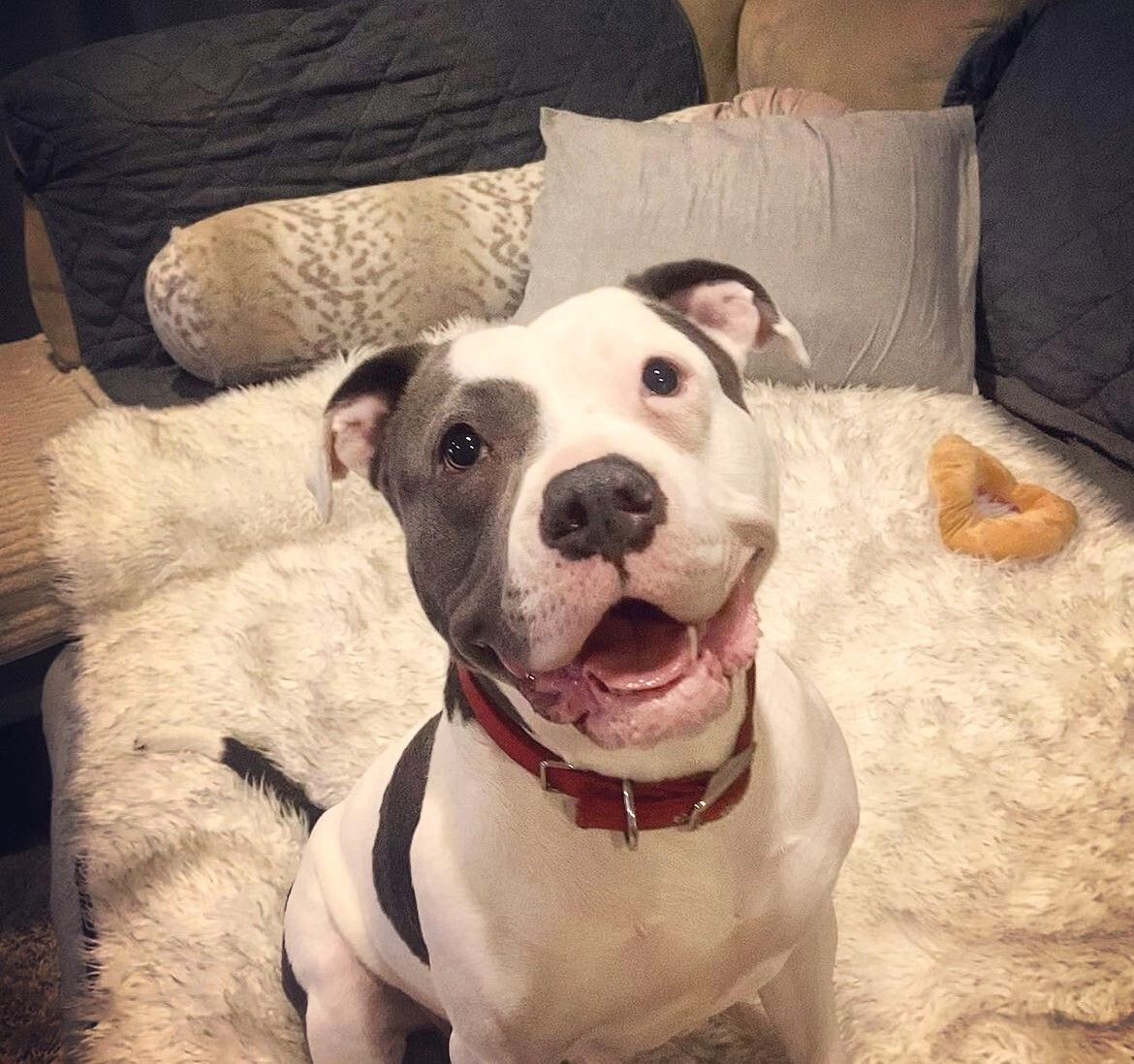Becky | Sponsor a Bully!