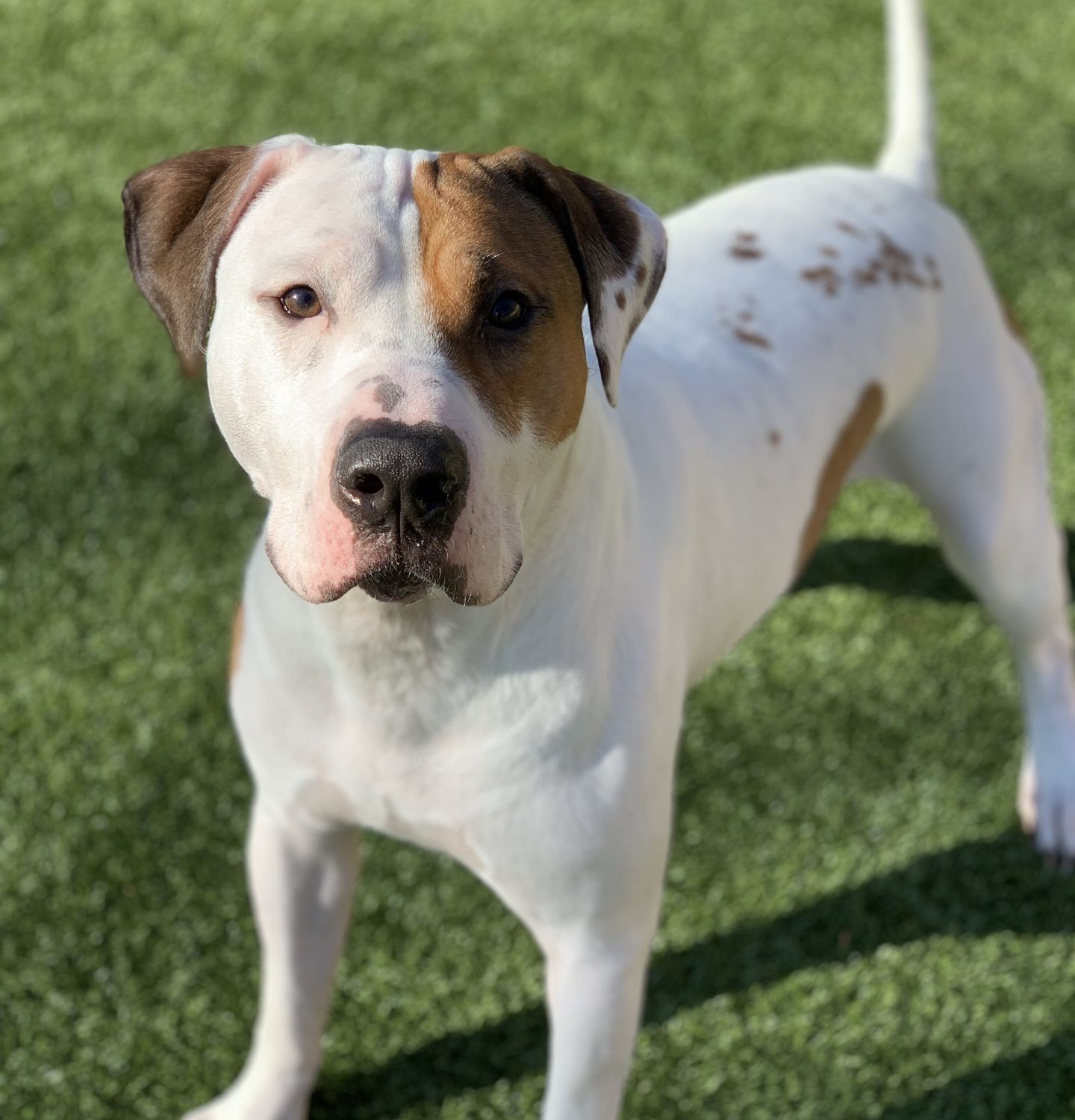 Baby Huey | Sponsor a Bully!