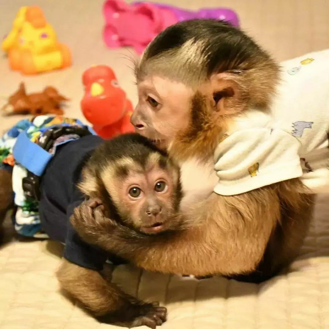 Adorable capuchin monkeys