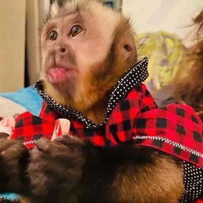 Meet Millo – The Most Adorable Male Capuchin Monkey