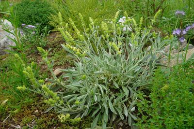 Perennial Herbs