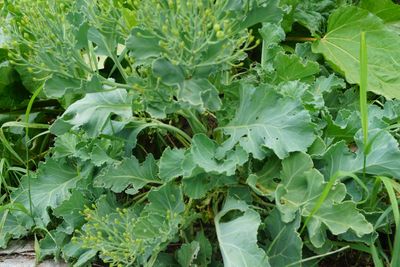 Perennial Vegetables