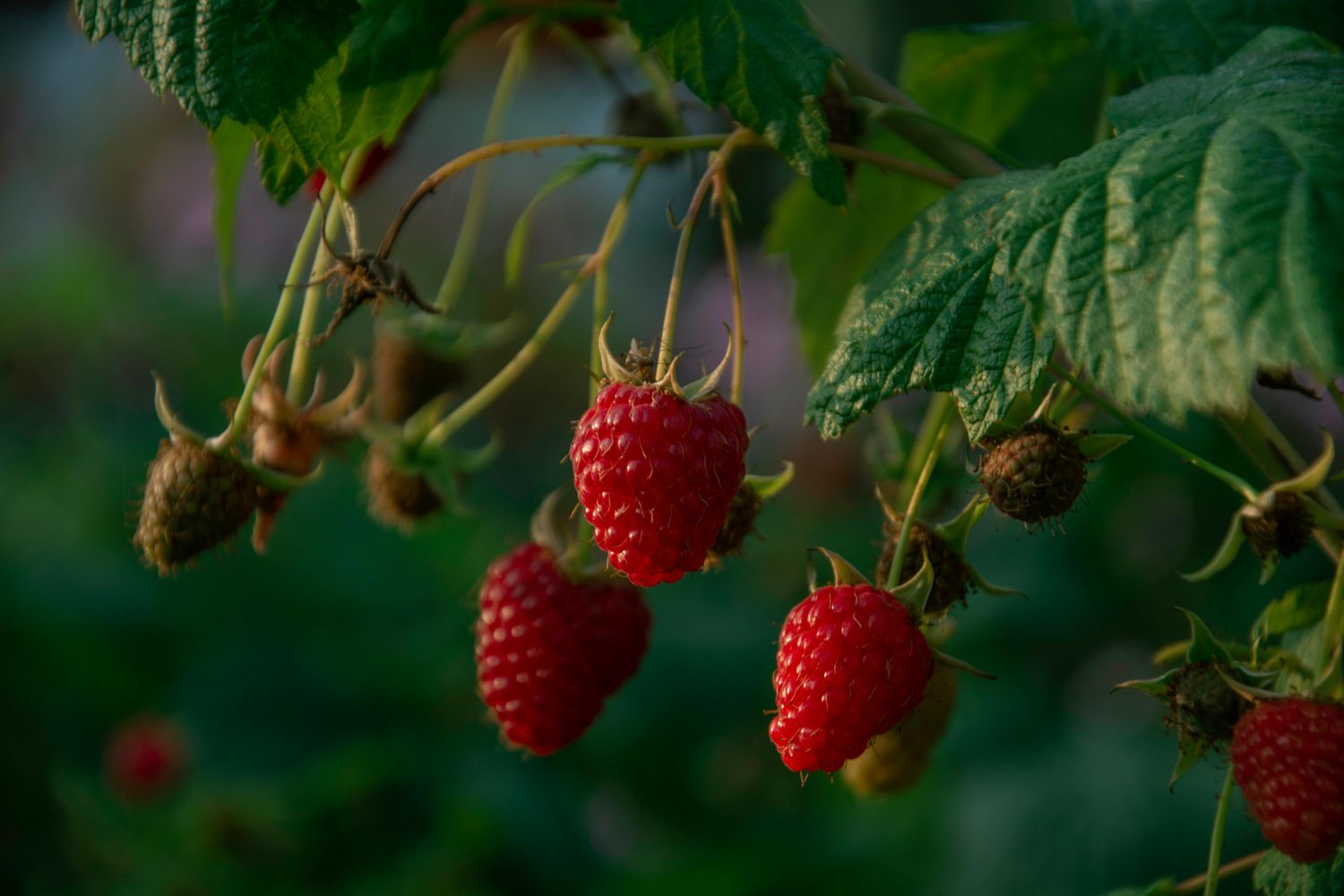 Raspberry - Nova
