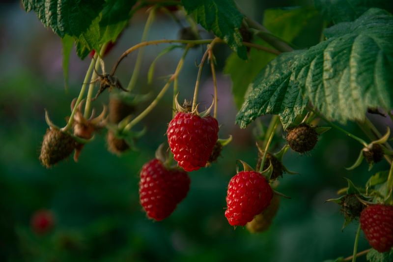 Raspberry - Nova