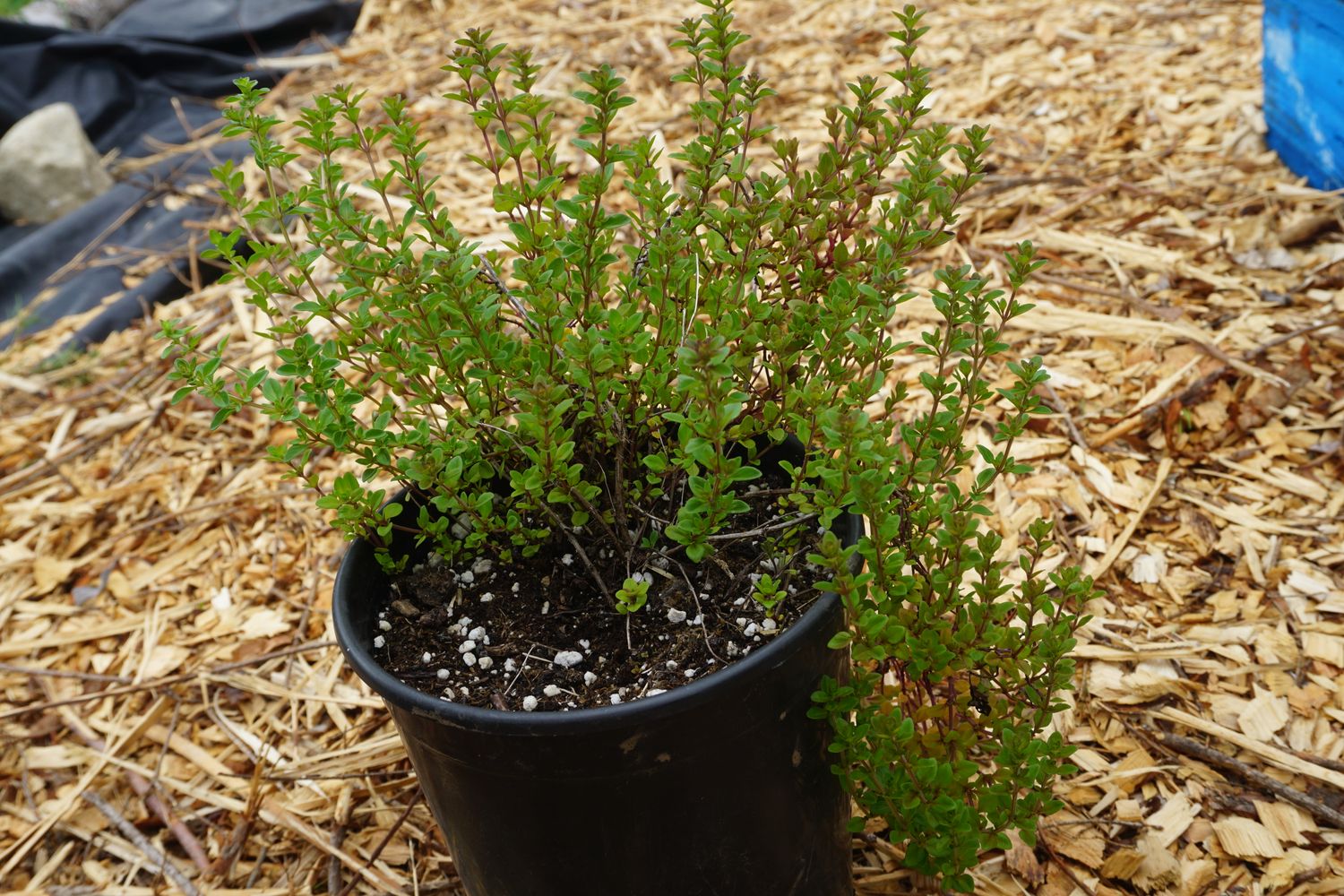 Thyme
