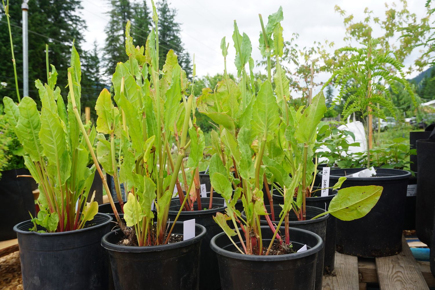 French Sorrel