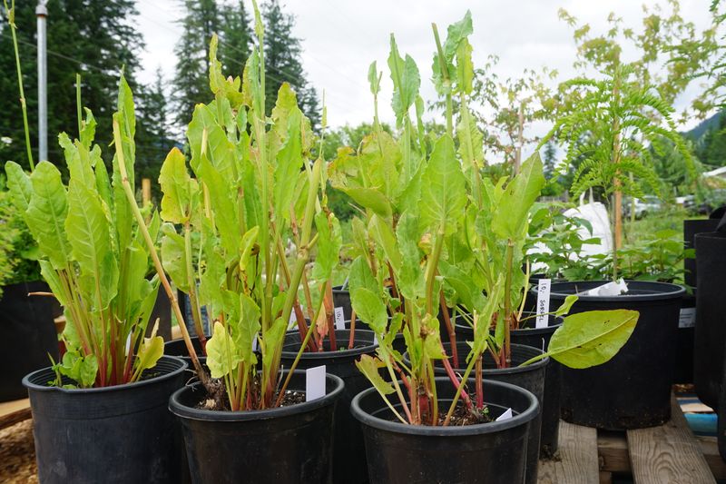 French Sorrel
