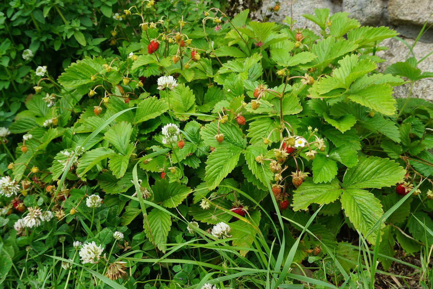 Mignonette (wild) Strawberry