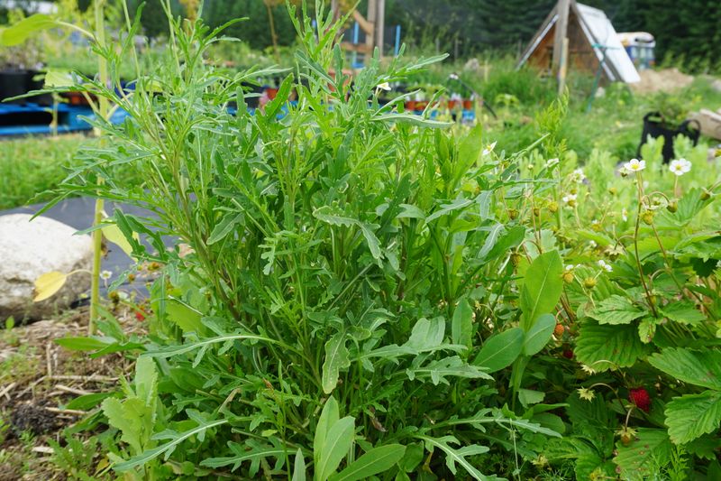 Rocket (wild) Arugula