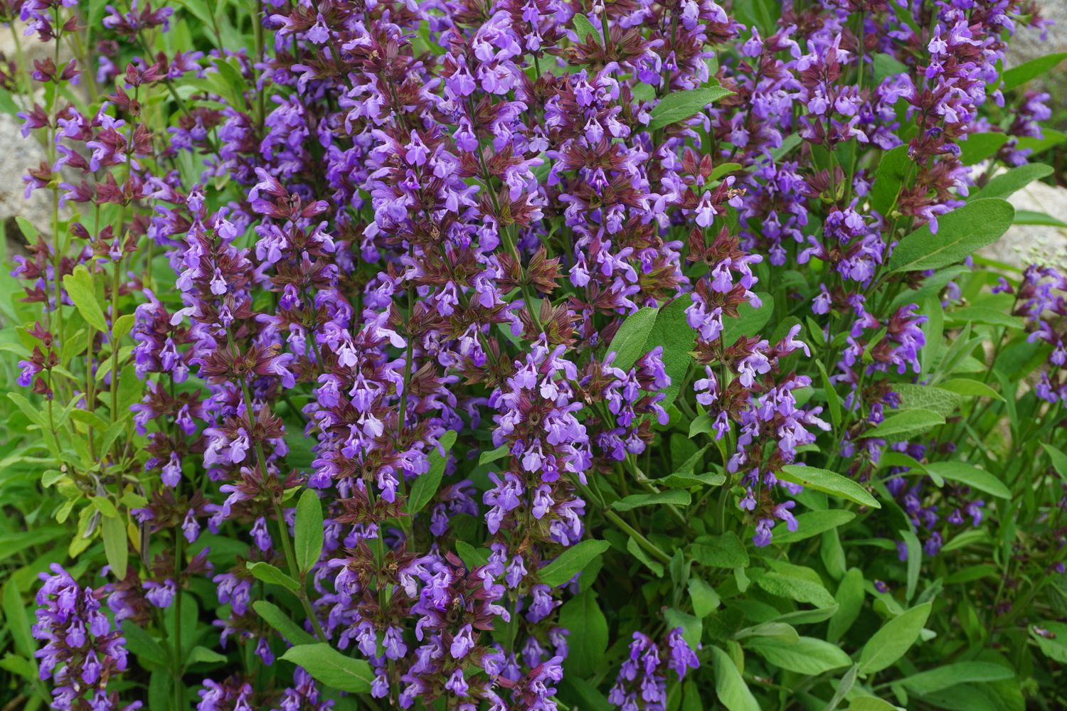 Sage