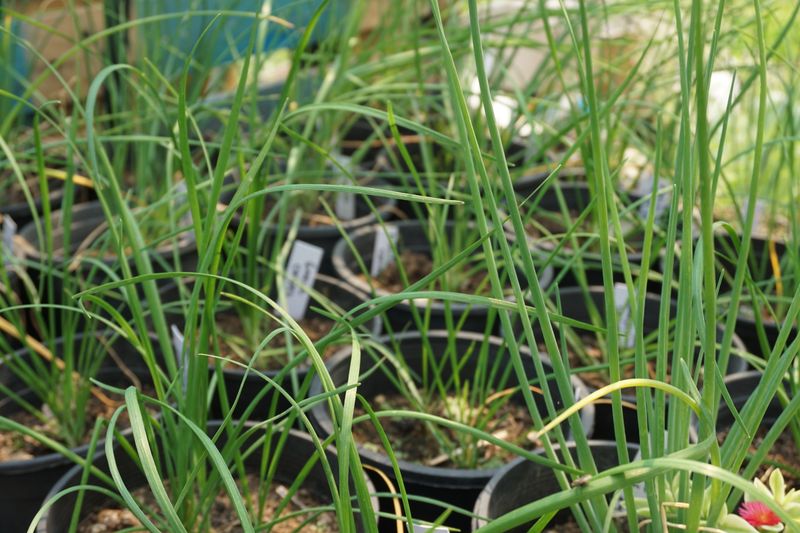 Garlic Chives