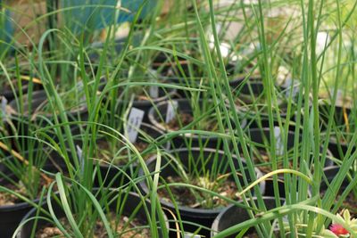 Garlic Chives