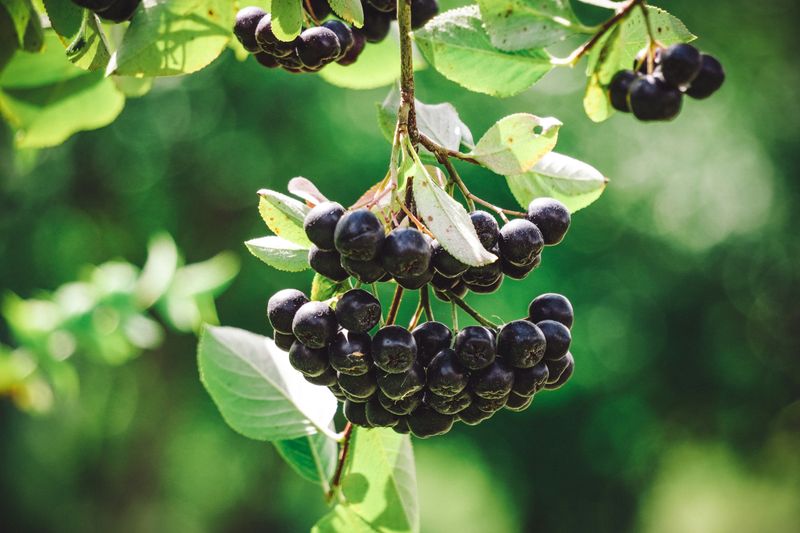 Aronia Berry